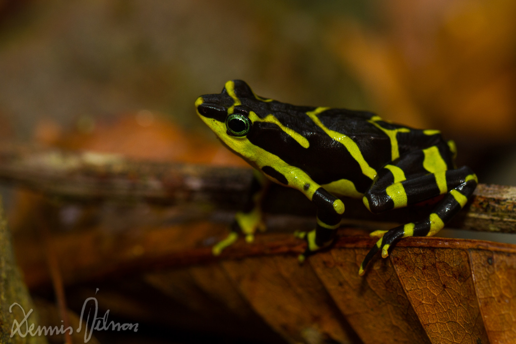 Borderlander Harlequin Frog (Atelopus fronterizo)