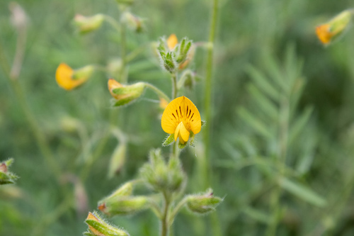 Adesmia tenella