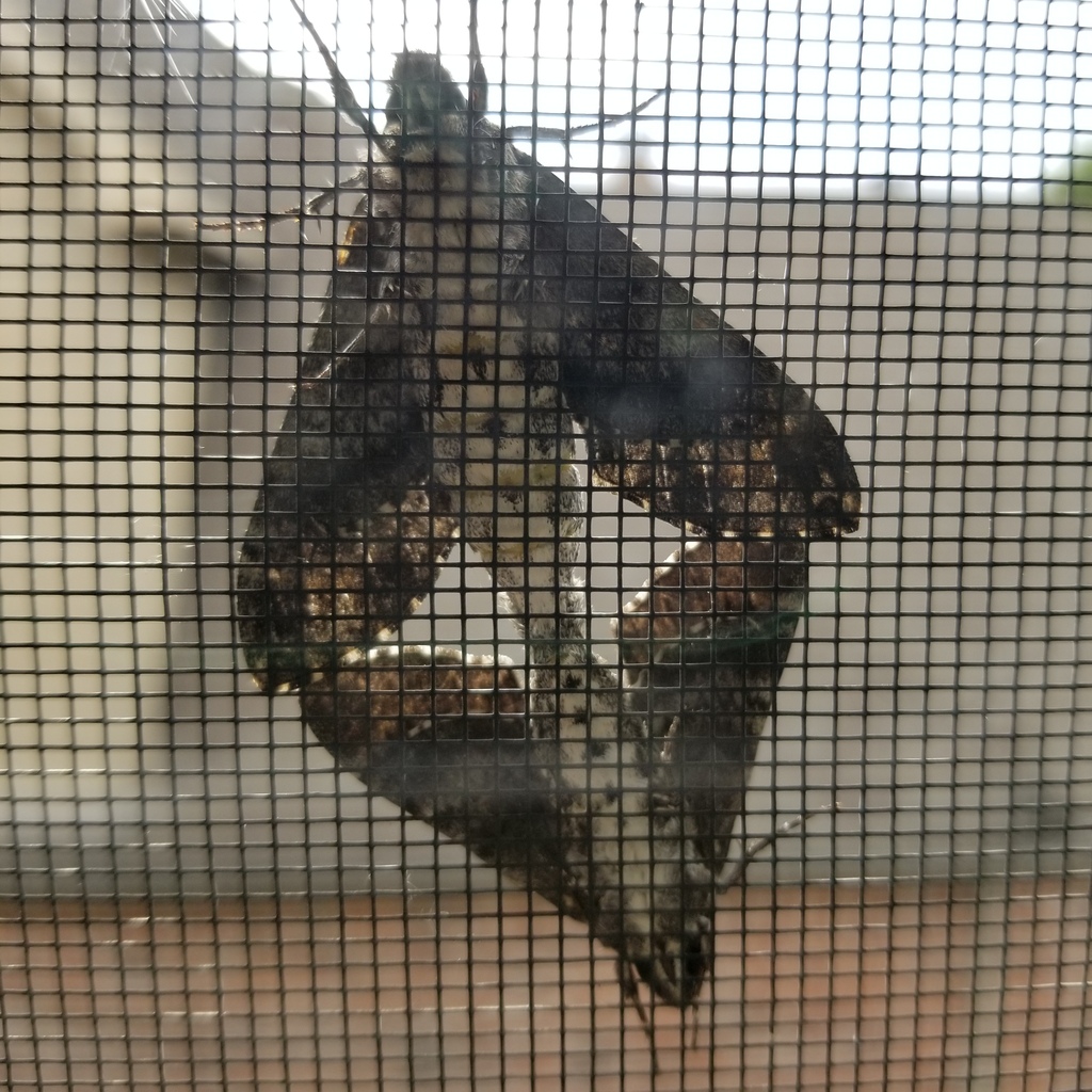 Pawpaw Sphinx from Frisco, TX, USA on September 1, 2022 at 09:51 AM by ...