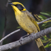 Yellow-tufted Honeyeater - Photo (c) Andrew Rock, all rights reserved