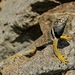 Desert Collared Lizard - Photo (c) Chris McCreedy, all rights reserved, uploaded by Chris McCreedy