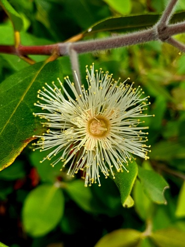 Syncarpia