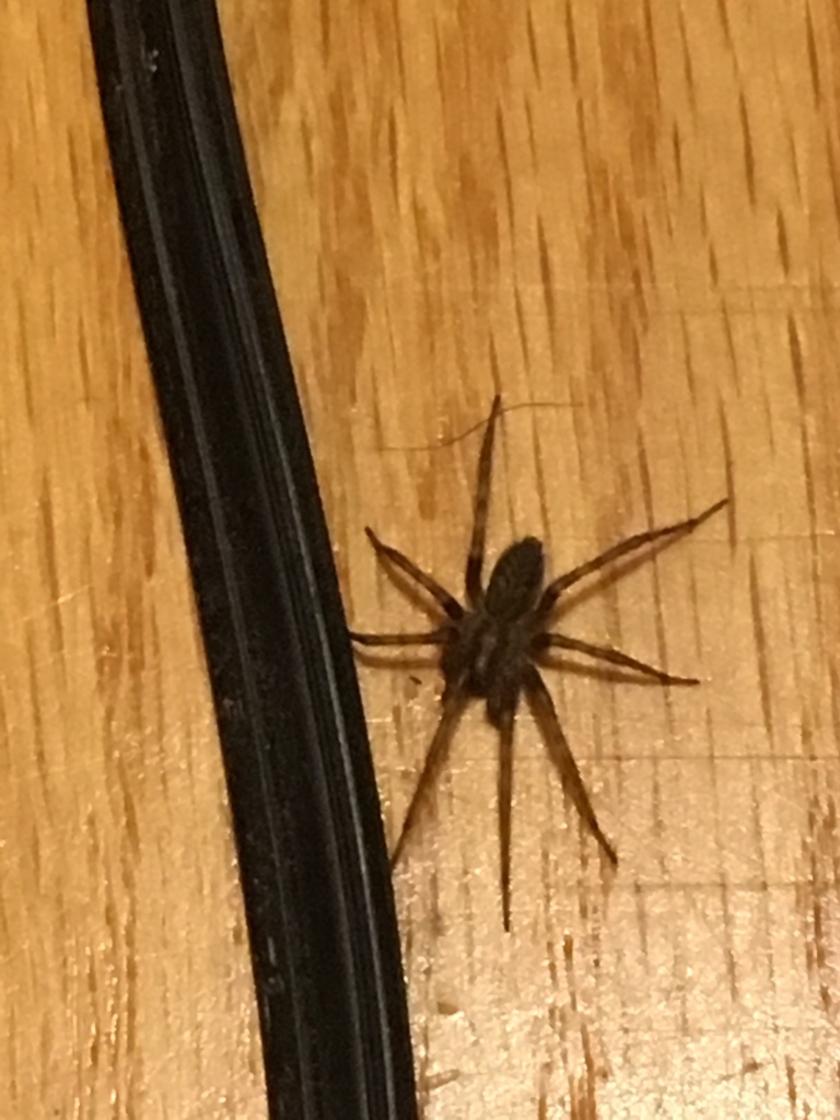 Barn Funnel Weaver from 109 Horizon Dr, Pittsburgh, PA, US on August 22, 2018 at 0951 AM by