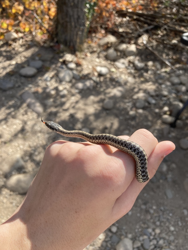 Western Terrestrial Garter Snake From Southeast Boise, Boise, ID, US On ...