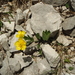 Ranunculus hybridus - Photo 由 Stefania Dal Pra 所上傳的 (c) Stefania Dal Pra，保留所有權利