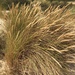 European Marram Grass - Photo (c) hancl179, all rights reserved