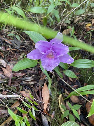 Sobralia warszewiczii image