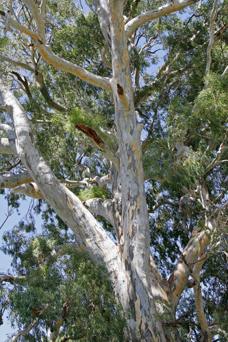 River Red Gum