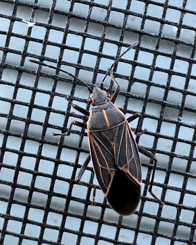 iNaturalist observation photo of Western Boxelder Bug