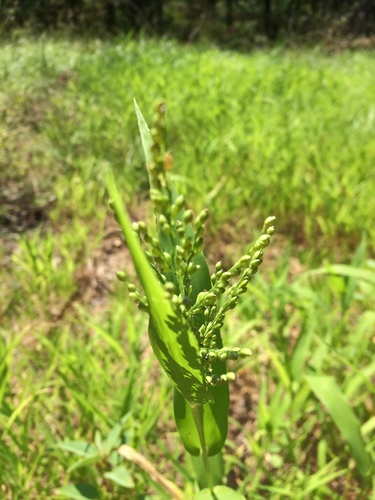 Urochloa ramosa