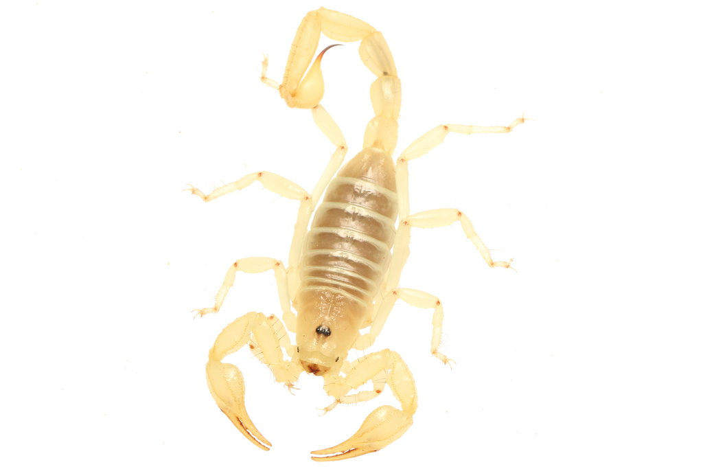Java Scorpion Mojave Dunes Scorpion in May 2022 by Prakrit Jain · iNaturalist