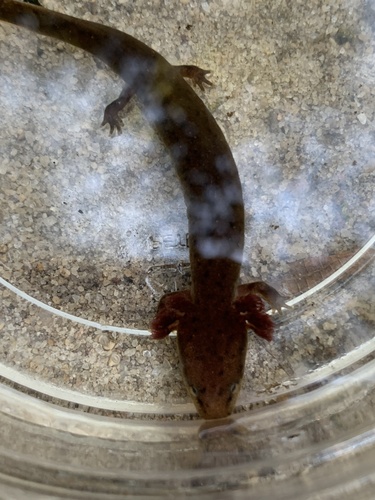 Escambia Waterdog