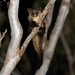 Yellow-bellied Glider - Photo (c) Josh Bowell, all rights reserved, uploaded by Josh Bowell
