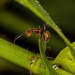 Camponotus dimorphus - Photo (c) Vinícius Rodrigues de Souza, όλα τα δικαιώματα διατηρούνται, uploaded by Vinícius Rodrigues de Souza