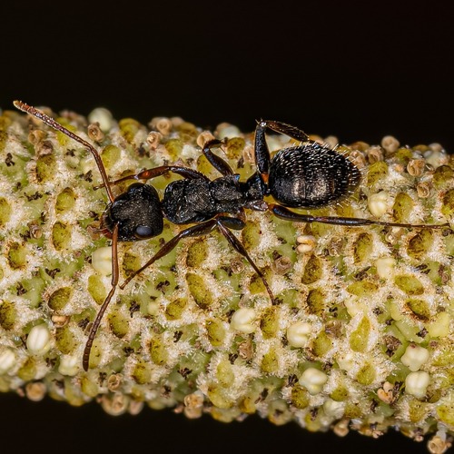Camponotus sanctaefideiCamponotus sanctaefidei