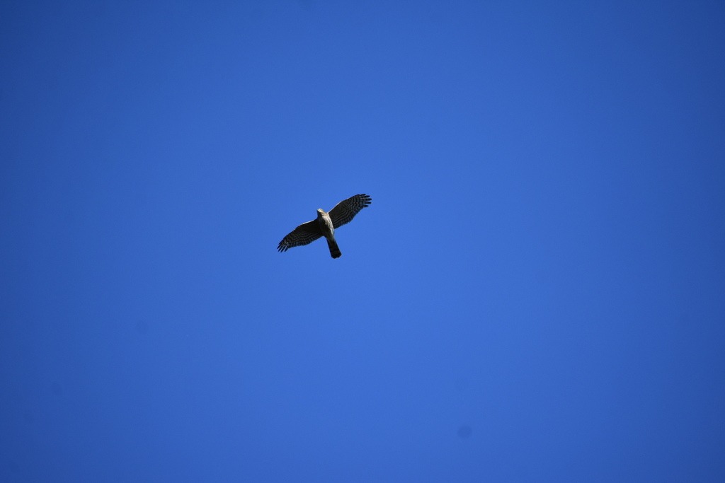Sharp shinned hawk from lower township nj usa on october 8 2022 at