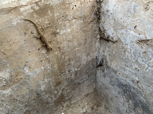 Asian House Gecko