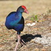 Pacific Swamphen - Photo (c) Ben Caledonia, all rights reserved, uploaded by Ben Caledonia