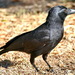Corvus moneduloides - Photo (c) Ben Caledonia, όλα τα δικαιώματα διατηρούνται, uploaded by Ben Caledonia