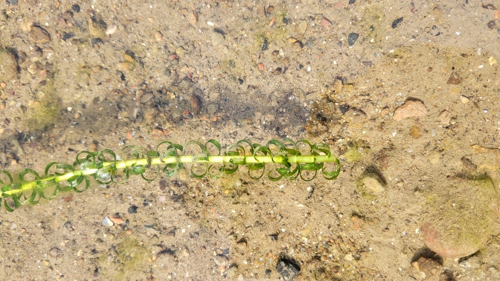 tapegrass family from Telford TF3 2LZ, UK on October 09, 2022 at 1127