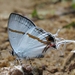 Fairy Hairstreak - Photo (c) Karen Nichols, all rights reserved, uploaded by Karen Nichols