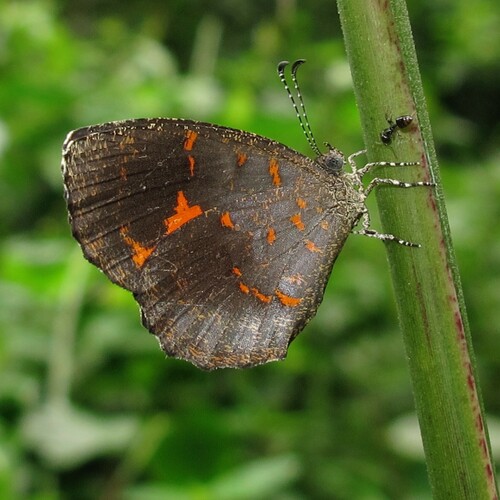 Eresiomera bicolor