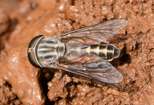 Tabanus taeniola