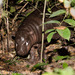 Pygmy Hippopotamus - Photo (c) Ben Schweinhart, all rights reserved, uploaded by Ben Schweinhart