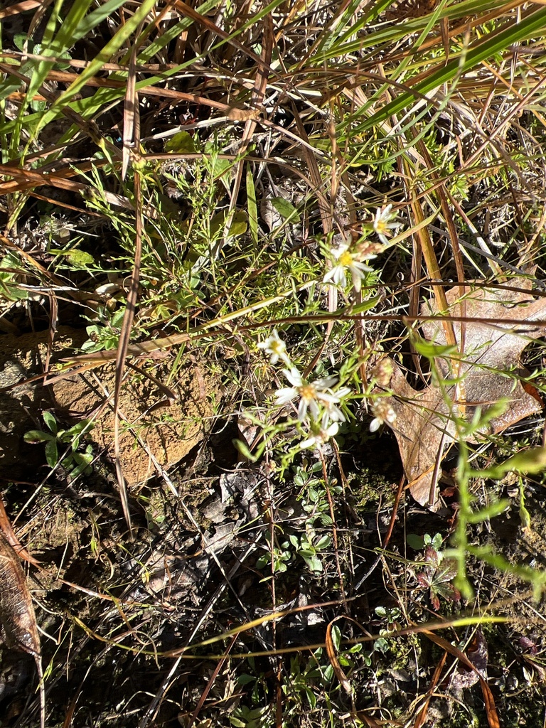 serpentine aster from Tyler Arboretum, Media, PA, US on October 9, 2022 ...