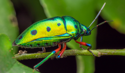 Calliphara excellens