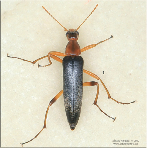 Cephaloon lepturides Newman, 1838