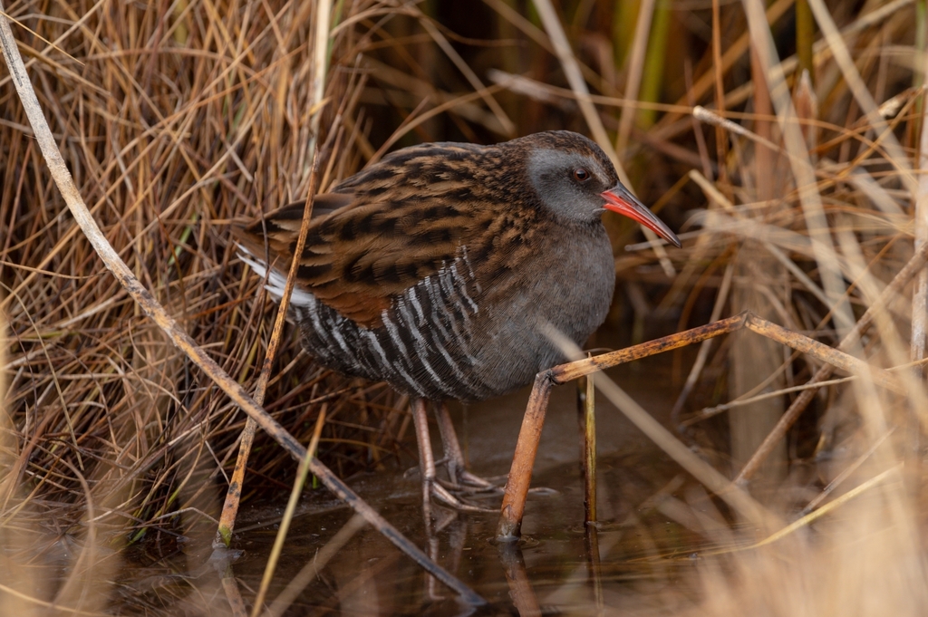 Austral Rail photo