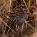 Austral Rail - Photo (c) Franco Bucci, all rights reserved, uploaded by Franco Bucci