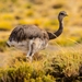 Rheas - Photo (c) Franco Bucci, all rights reserved, uploaded by Franco Bucci