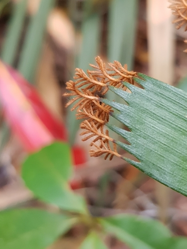 Schizaeaceae