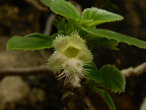 Alsobia chiapensis