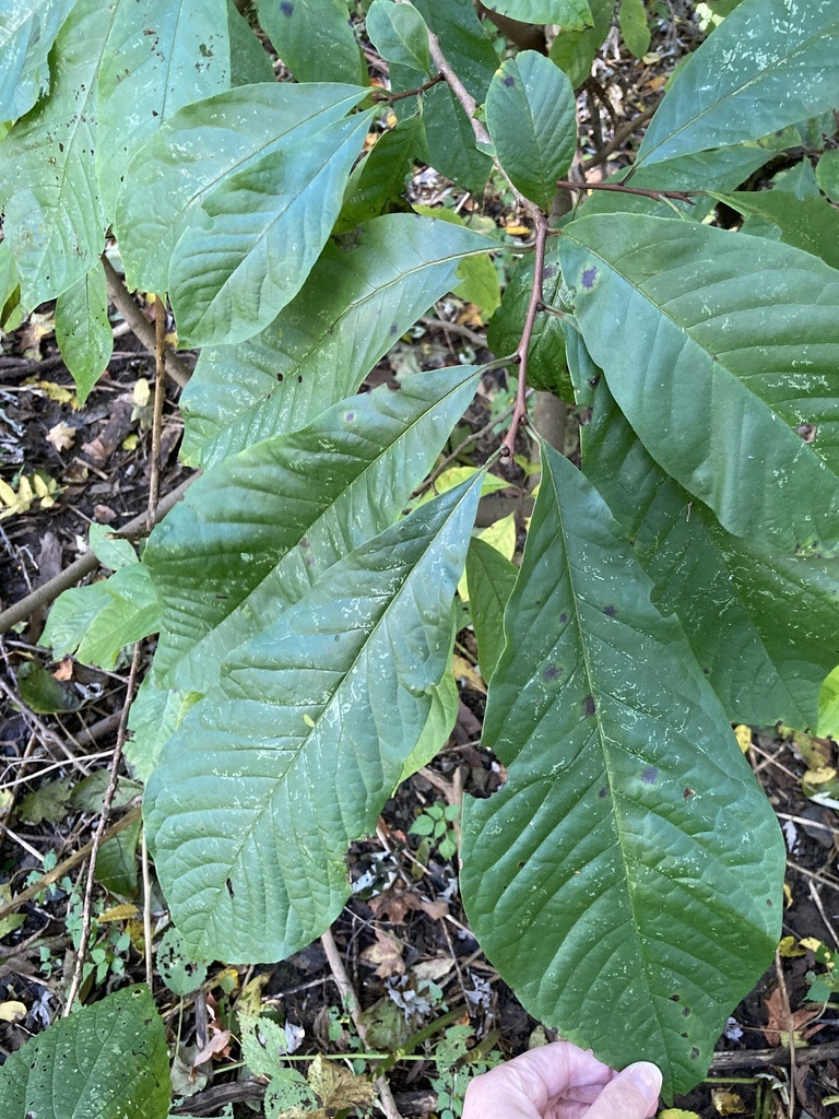 common pawpaw from Templeton, PA, US on October 9, 2022 at 03:07 PM by ...