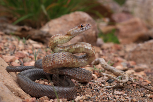 Pantherophis bairdi