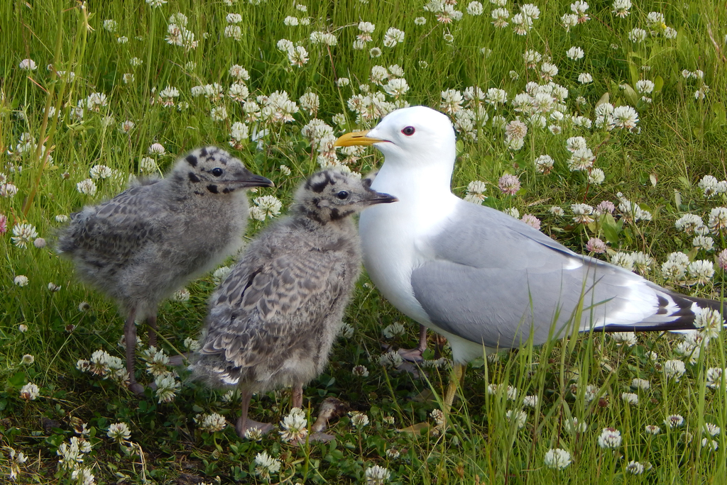 Short-billed Gull photo