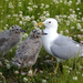 Short-billed Gull - Photo (c) Teale Fristoe, all rights reserved, uploaded by Teale Fristoe