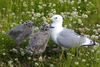 Short-billed Gull - Photo (c) Teale Fristoe, all rights reserved, uploaded by Teale Fristoe