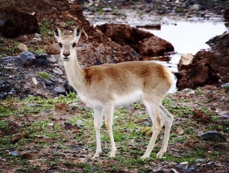 Tibetan Gazelle in October 2022 by Qingyuan Shen · iNaturalist