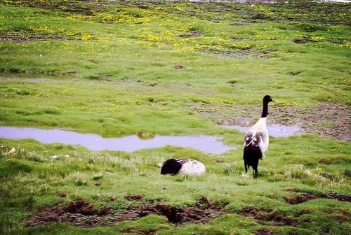 Black-necked Crane