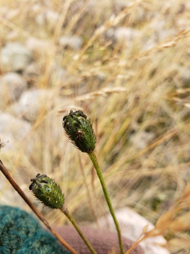Lapland Poppy