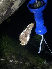 Image of Polistes stabilinus