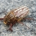 Variegated June Beetle - Photo (c) Lincoln Durey, all rights reserved, uploaded by Lincoln Durey