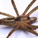 Psechrid Spiders - Photo (c) Sakuna Nethraja Gamage, all rights reserved, uploaded by Sakuna Nethraja Gamage
