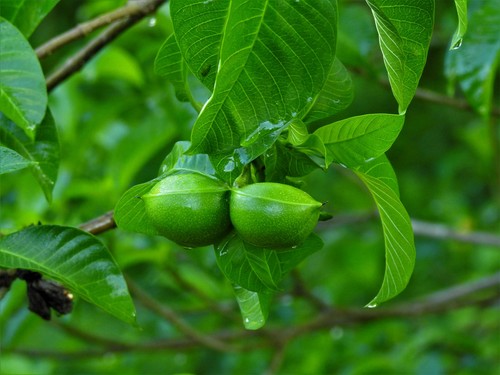 Tabernaemontana tomentosa