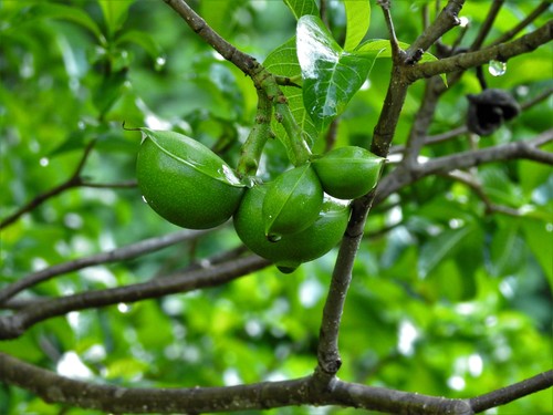 Tabernaemontana tomentosa