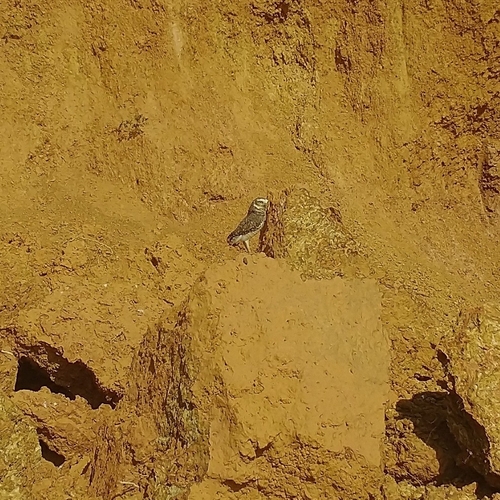 Burrowing Owl